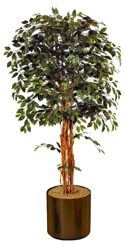 7 ft. Silk Ficus-Real Wood Trunk