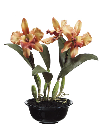 18 inch Cattalily 